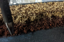 Charger l'image dans la galerie, Œufs de Grillons - Qualité Supérieure