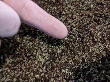 Charger l'image dans la galerie, Œufs de Grillons - Qualité Supérieure