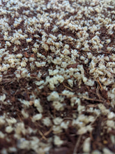 Charger l'image dans la galerie, Œufs de Grillons - Qualité Supérieure