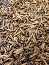 Charger l'image dans la galerie, Superworms vers géants vivants live feeder insects