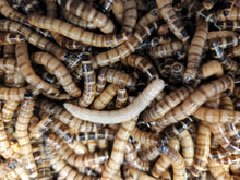 Charger l'image dans la galerie, Zophobas Morio superworms live feeder insect vers géants vivants