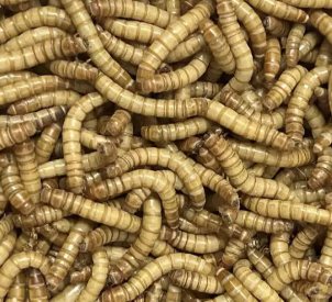 Vers de farine (ténébrion meunier)