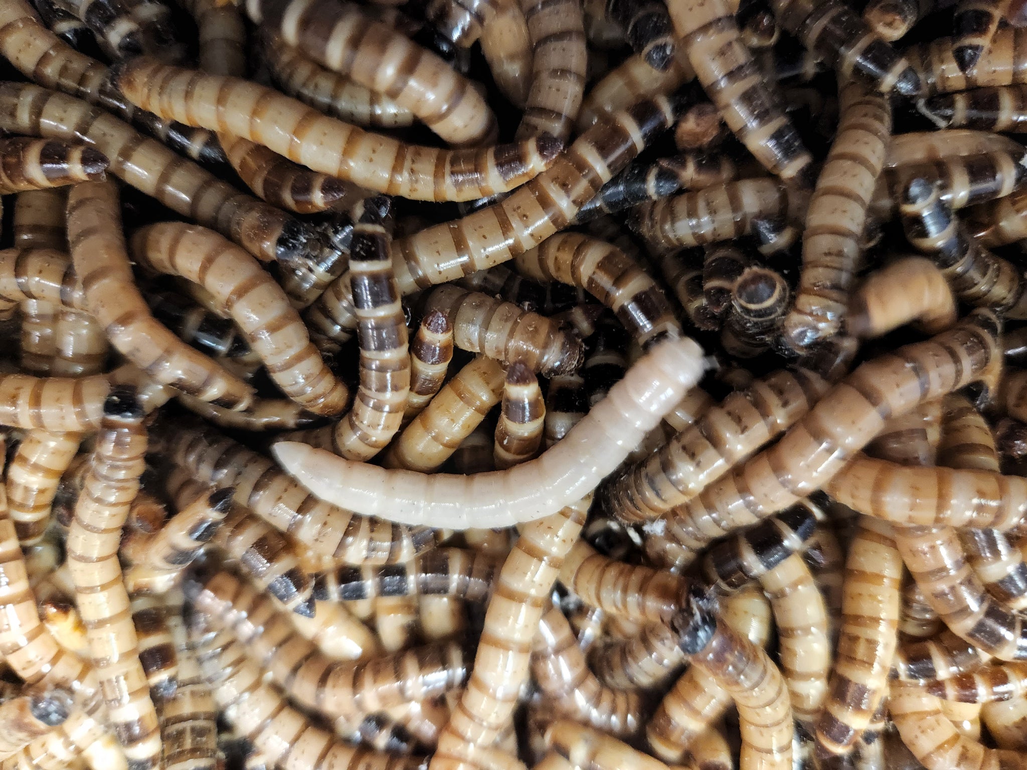 Superworms Vivants Exodirect Superworms Vivants Exodirect